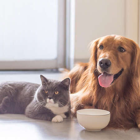 britsh katze und golden retriever hund 500x500